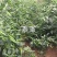 【新品上市】朝天椒种子—指天椒种植—朝天椒产地