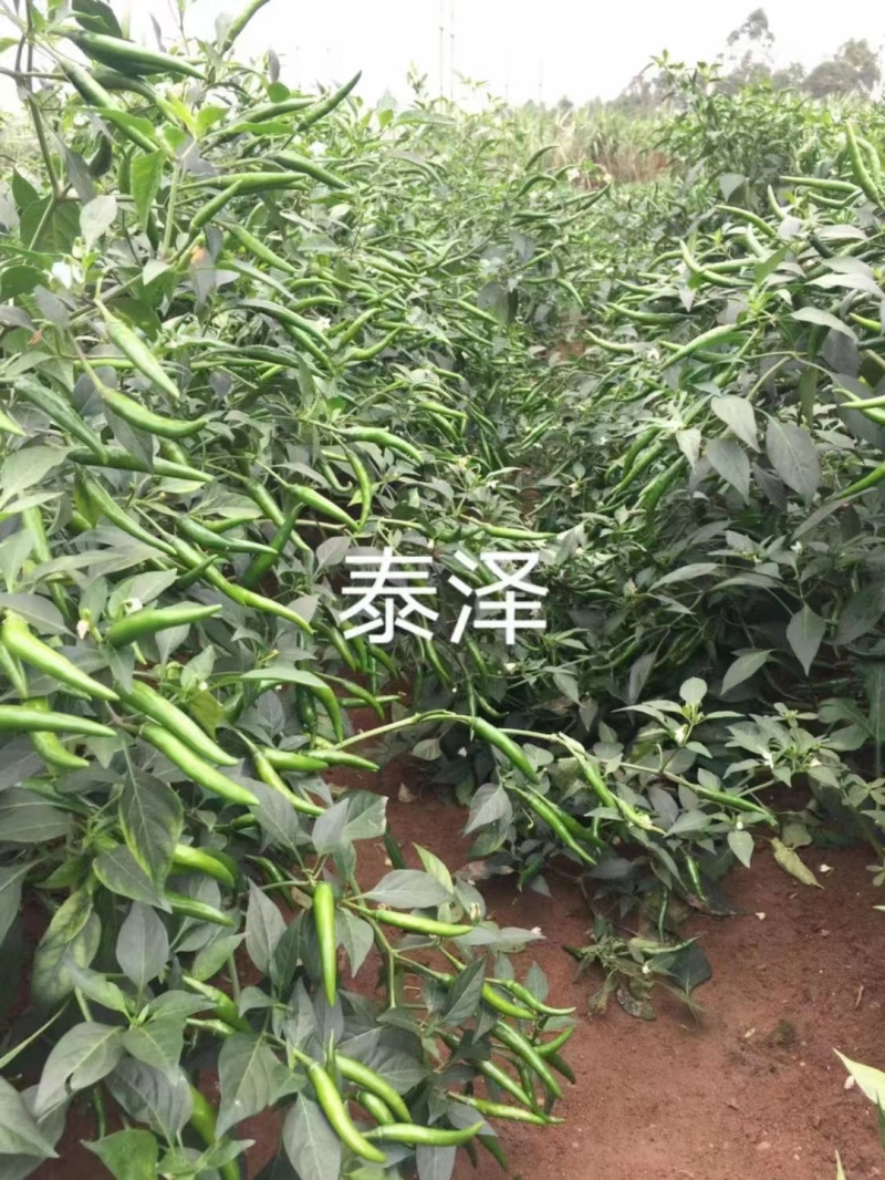 【新品上市】朝天椒种子—指天椒种植—朝天椒产地