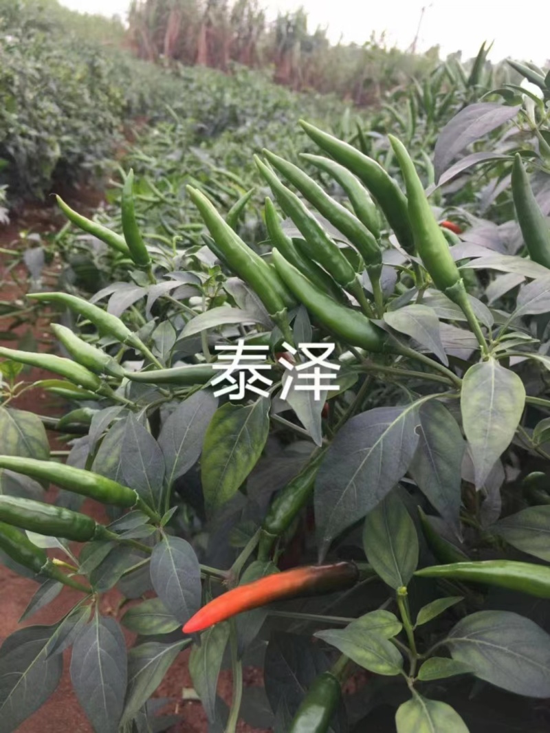 【新品上市】朝天椒种子—指天椒种植—朝天椒产地