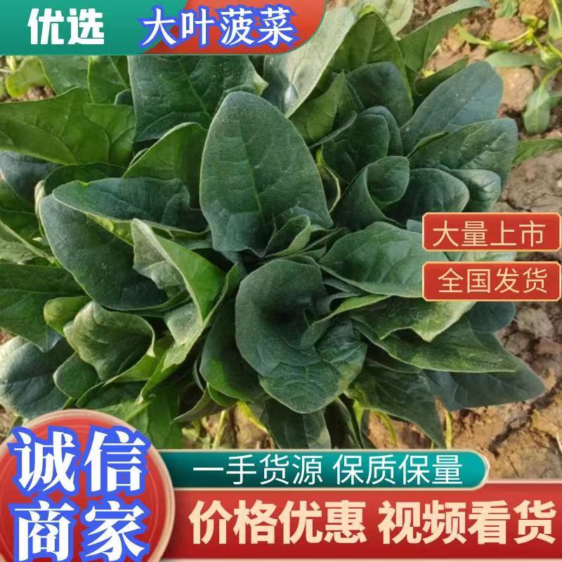 河南焦作一手货源菠菜新鲜翠绿，对接全国欢迎采购热卖中