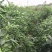 【新品上市】朝天椒种子—指天椒种植—朝天椒产地