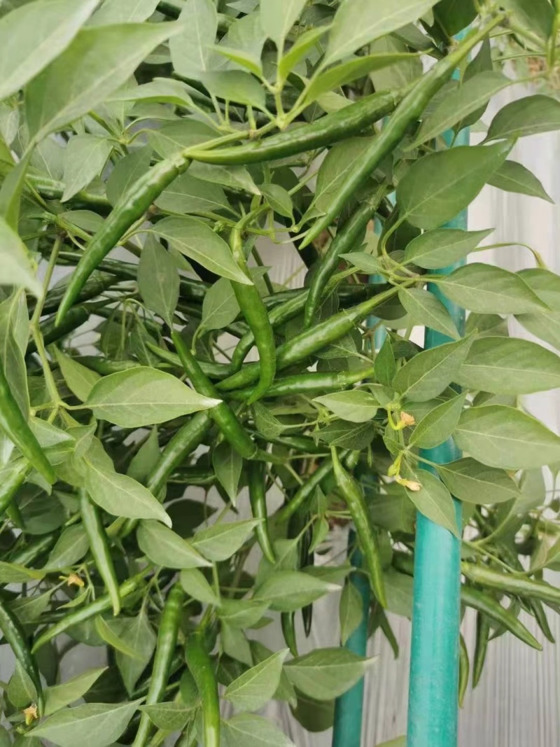 【新品上市】朝天椒种子—指天椒种植—朝天椒产地
