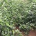 【热卖推荐】高产连天红辣椒种子—朝天椒种植—指天椒产地