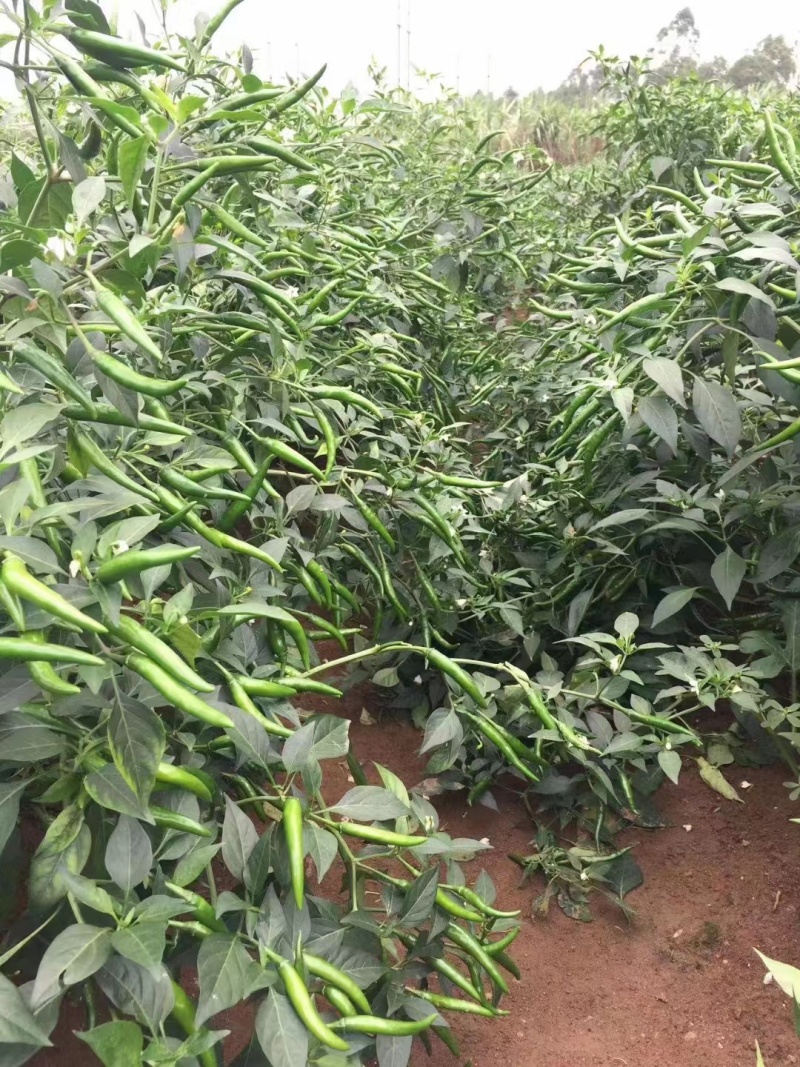 【热卖推荐】高产连天红辣椒种子—朝天椒种植—指天椒产地