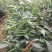 【热卖推荐】高产连天红辣椒种子—朝天椒种植—指天椒产地