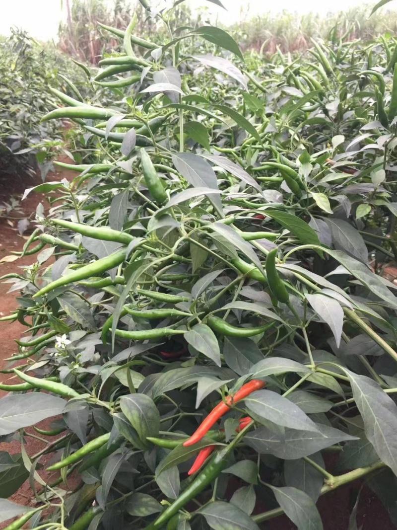 【热卖推荐】高产连天红辣椒种子—朝天椒种植—指天椒产地