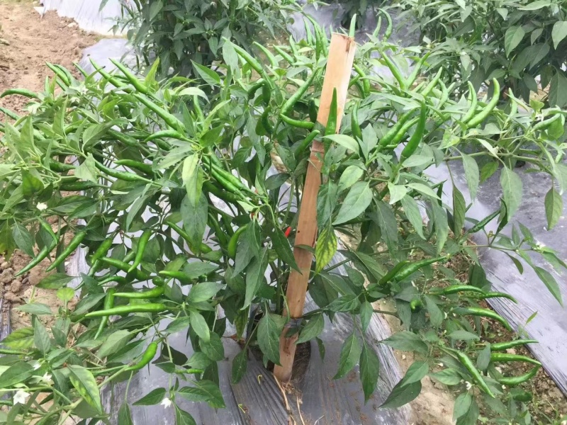 【热卖推荐】高产连天红辣椒种子—朝天椒种植—指天椒产地