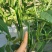 【热卖推荐】高产连天红辣椒种子—朝天椒种植—指天椒产地