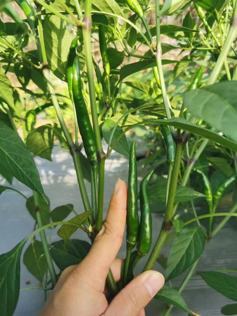 【热卖推荐】高产连天红辣椒种子—朝天椒种植—指天椒产地