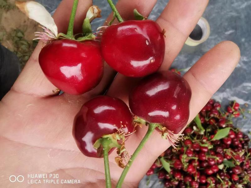 【精品】红灯樱桃大量上市口感甜基地直发全国发货