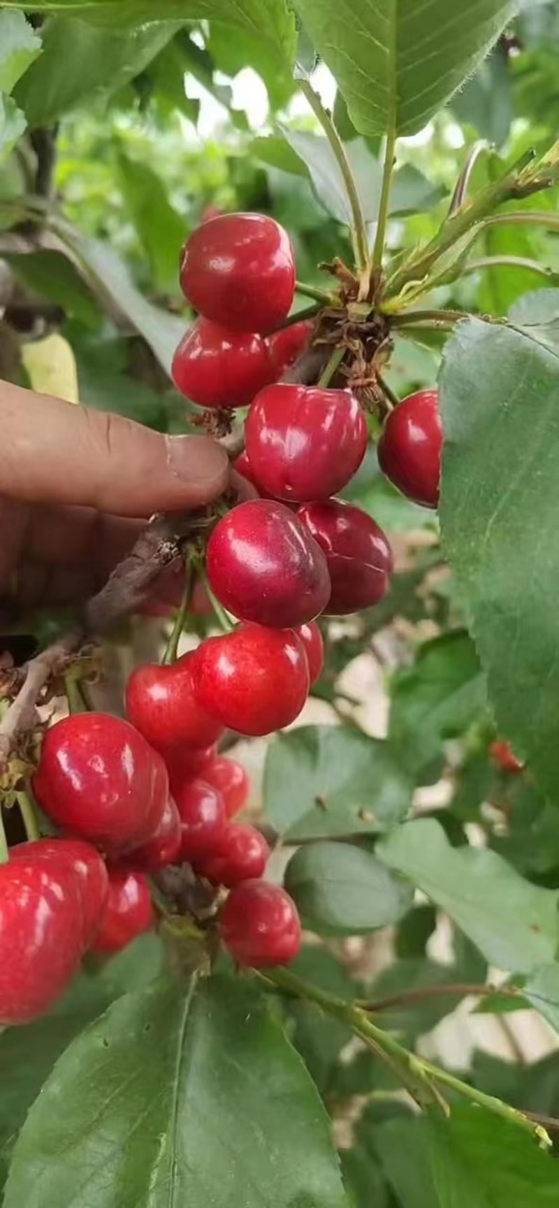【精品】红灯樱桃大量上市口感甜基地直发全国发货