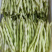 【芸豆】山东九粒白芸豆大量上市产地直发供应各大市场