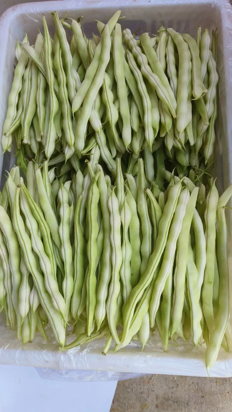 【芸豆】山东九粒白芸豆大量上市产地直发供应各大市场