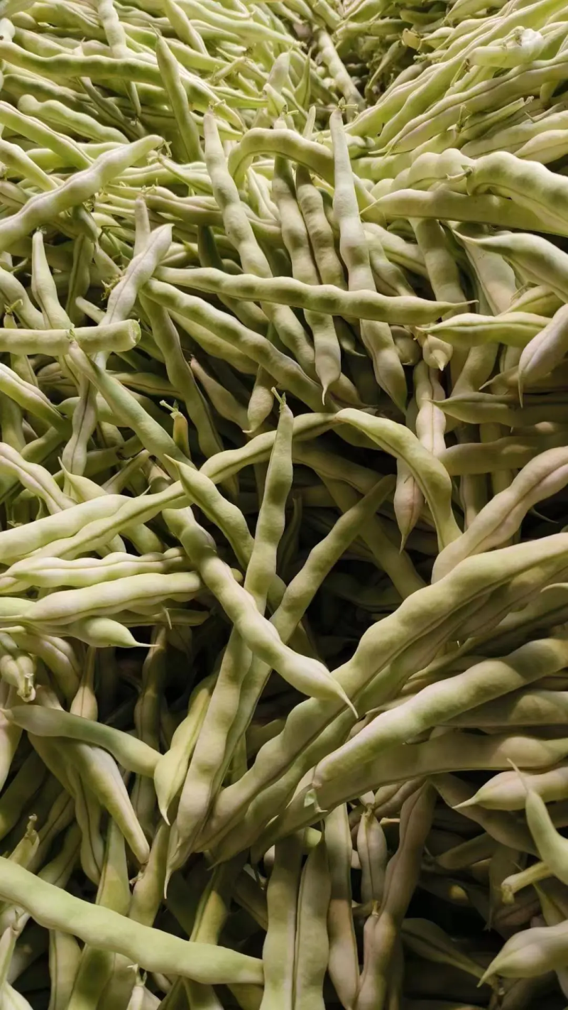 【芸豆】山东九粒白芸豆大量上市产地直发供应各大市场