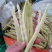 【芸豆】山东九粒白芸豆大量上市产地直发供应各大市场