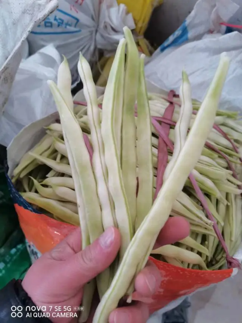 【芸豆】山东九粒白芸豆大量上市产地直发供应各大市场