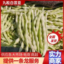 【芸豆】山东九粒白芸豆大量上市产地直发供应各大市场