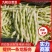 【芸豆】山东九粒白芸豆大量上市产地直发供应各大市场