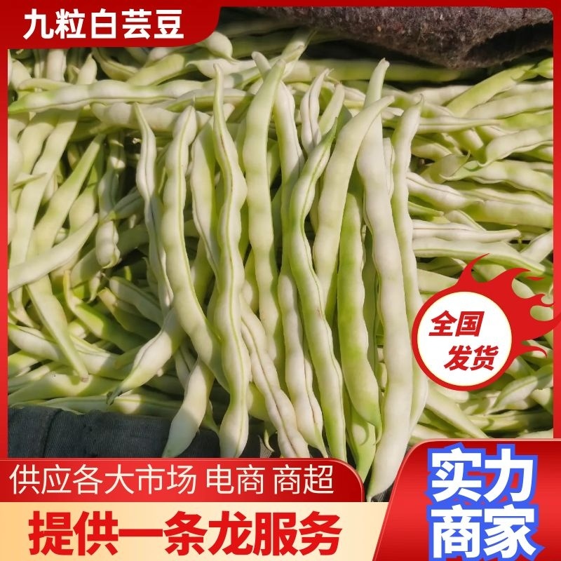 【芸豆】山东九粒白芸豆大量上市产地直发供应各大市场