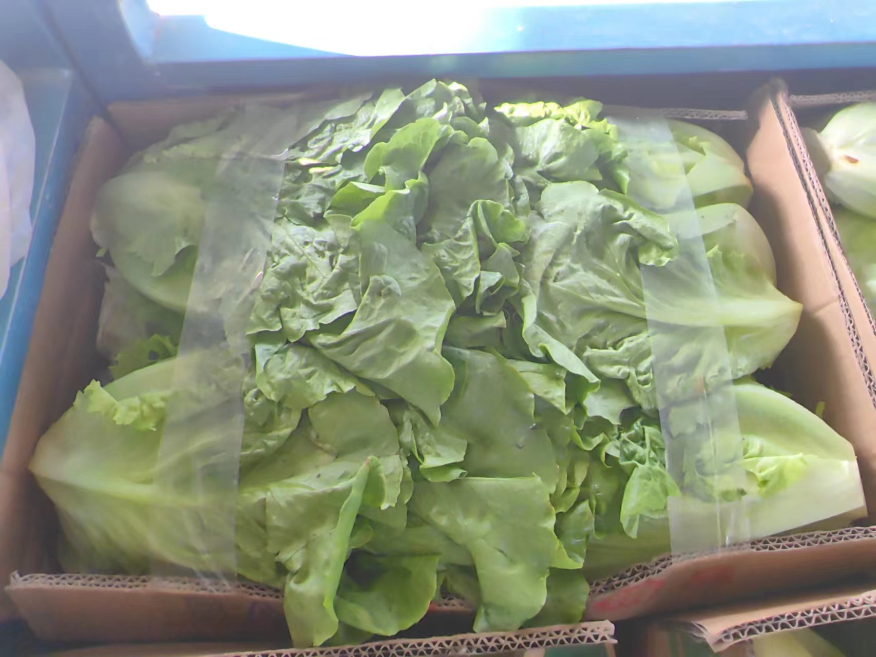一棵饱满的绿色结球生菜垂直站立在一个圆形透明玻璃碗中,水位刚好没过根部,上方覆盖着带有多个小孔的透明保鲜膜,整体放置在冰箱冷藏抽屉里,周围可见其他蔬菜 一棵完整的结球生菜根部浸在透明玻璃碗的清水中,上方覆盖打孔保鲜膜,置于冰箱冷藏格内