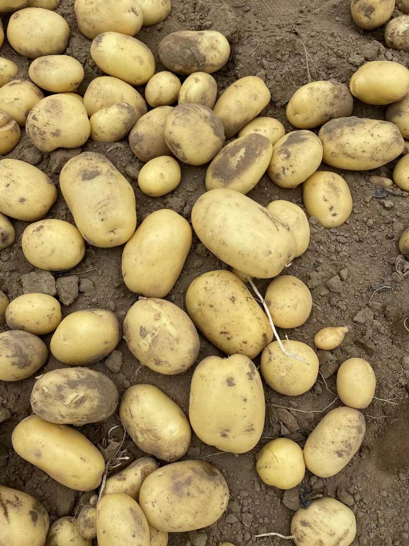 【土豆】河北实验1号土豆供应各大市场电商商超品质保证