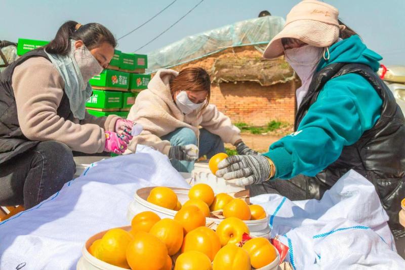 【热销】金太阳杏大量上市产地直发全国发货欢迎联系