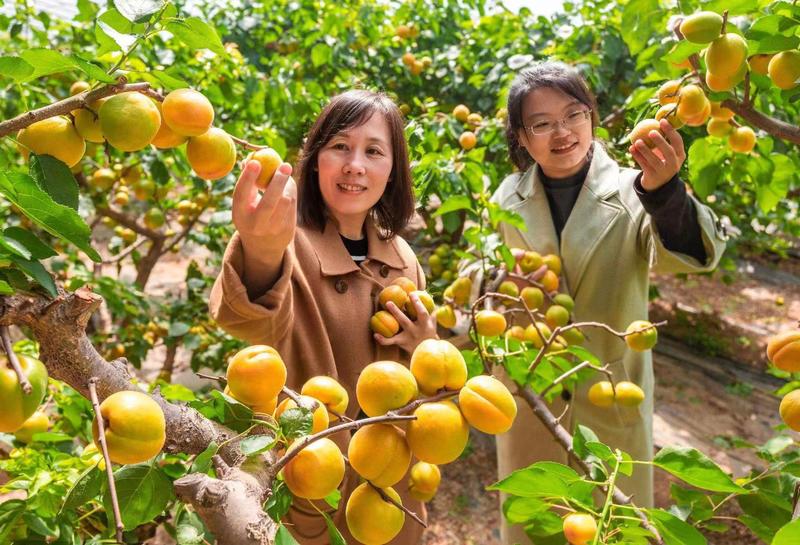 【热销】金太阳杏大量上市产地直发全国发货欢迎联系