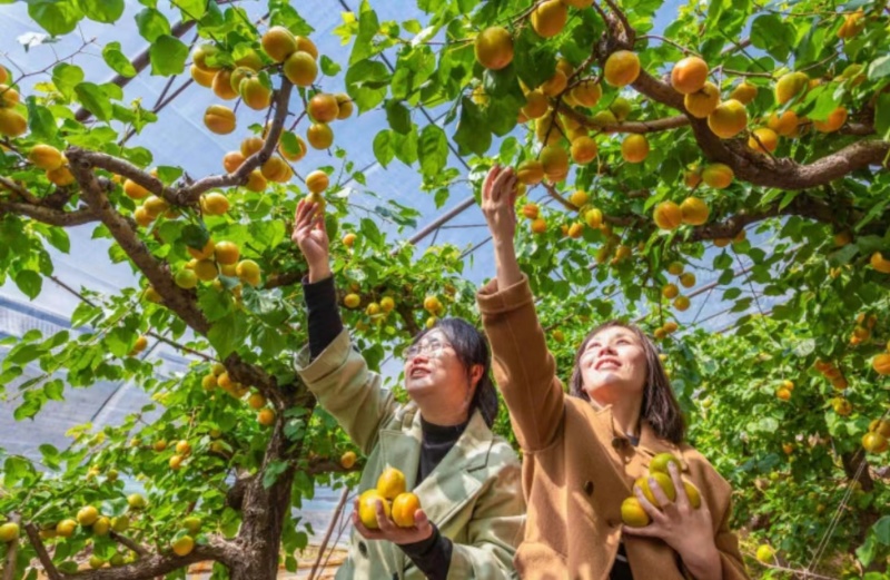 【热销】金太阳杏大量上市产地直发全国发货欢迎联系