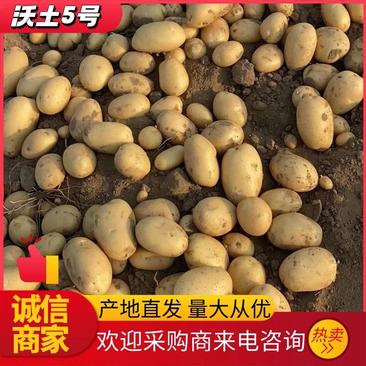 【土豆】河北沃土5号土豆大量上市低价供应各大市场