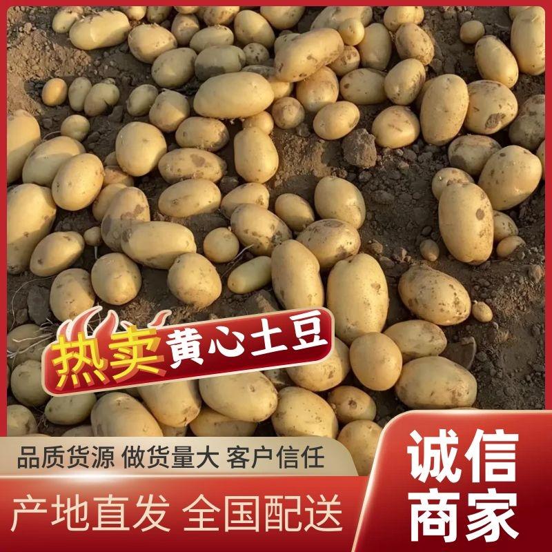 【推荐】土豆河北黄心土豆现挖现发可视频看货欢迎咨询