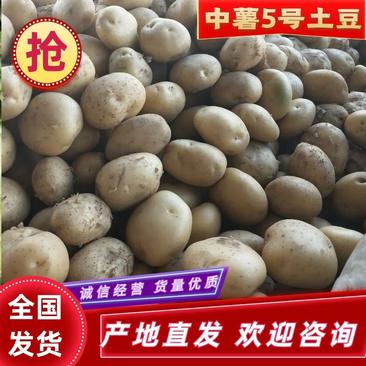 【土豆】河北中薯5号土豆原产地直发品质保证欢迎咨询
