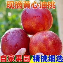 大量露天新鲜应季曙光油桃即将上市油桃中油系列代发
