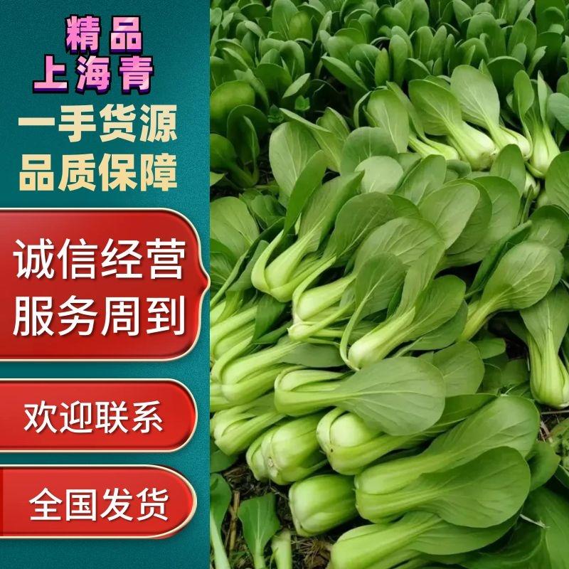 【推荐】优质上海小青油菜奶白菜现摘现发质量保障对接全国电商