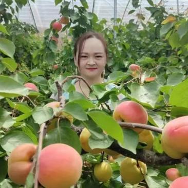 【实力商家】丰园红杏产地直发全国发货品质保证欢迎联系