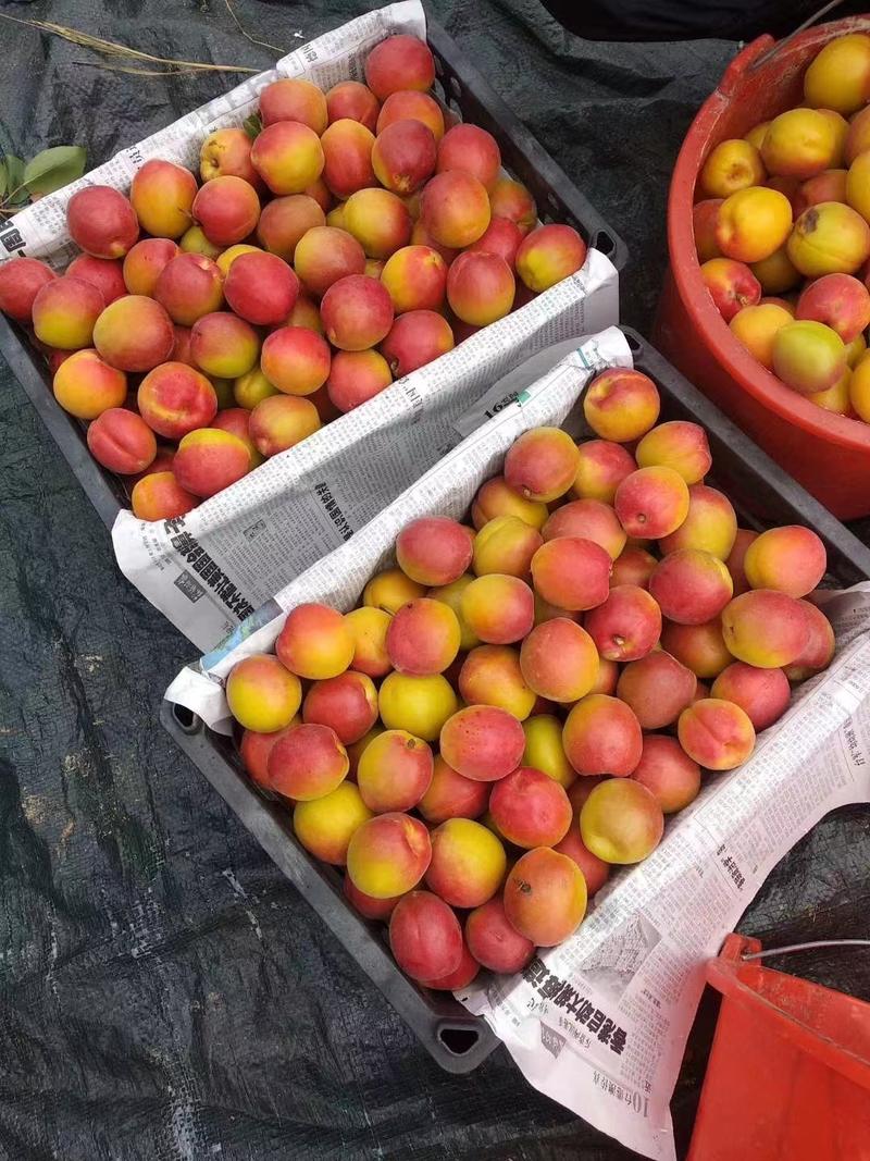 【实力商家】丰园红杏产地直发全国发货品质保证欢迎联系