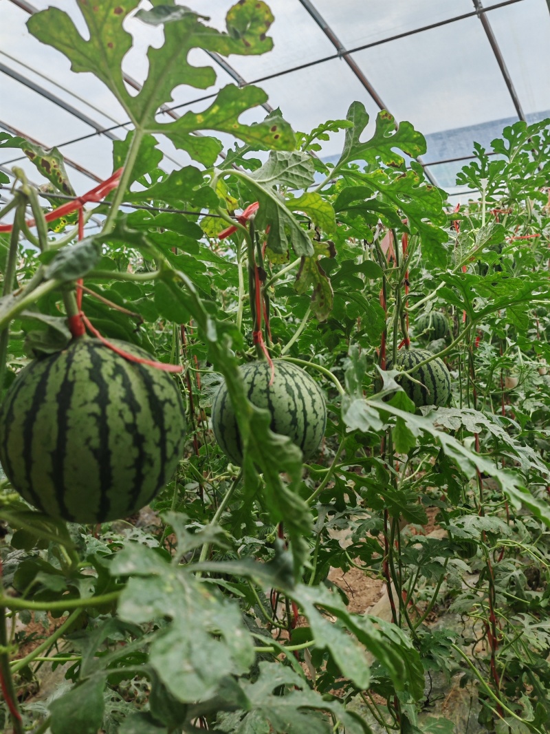 吊兰西瓜938小糖丸货源充足全国发货欢迎联系