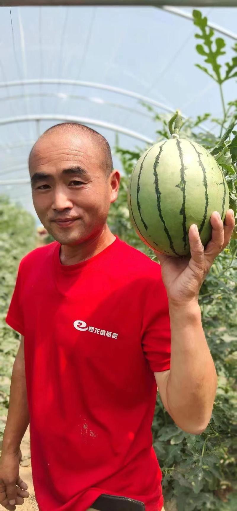吊兰西瓜938小糖丸货源充足全国发货欢迎联系