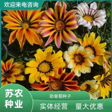 进口勋章菊种子春季易种秋季播花园室内阳台盆栽花草花卉种子