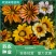 进口勋章菊种子春季易种秋季播花园室内阳台盆栽花草花卉种子