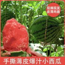 【安徽早春红玉西瓜】基地直供，货源充足，质量保证
