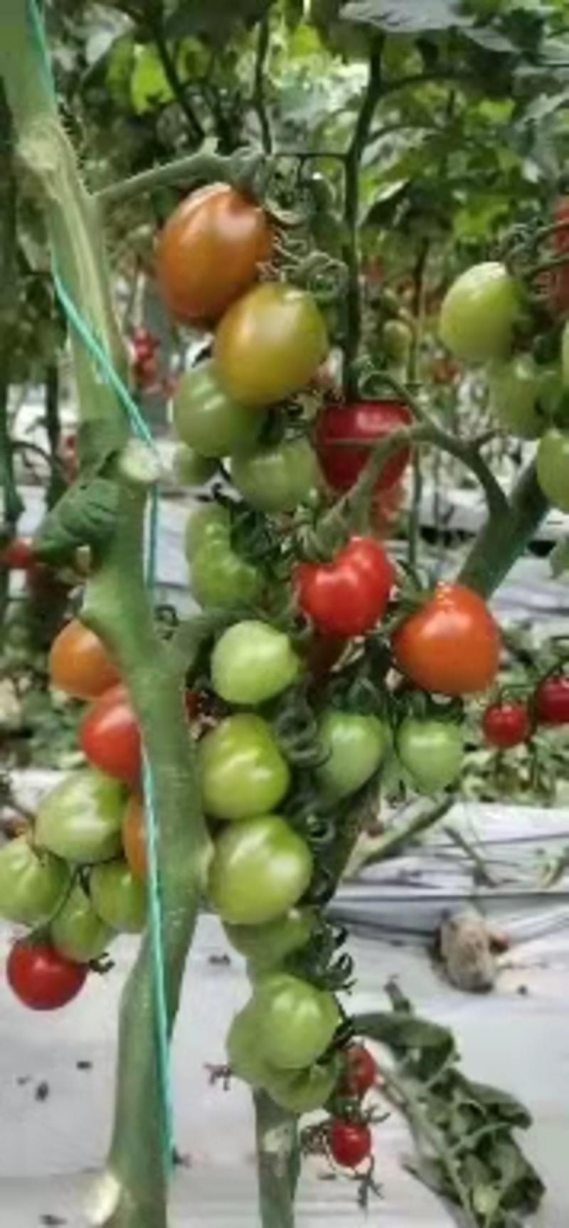釜山88玲珑小番茄产地一手货源质量保证欢迎来电咨询