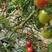 釜山88玲珑小番茄产地一手货源质量保证欢迎来电咨询