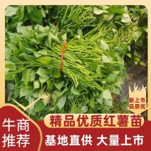 辽宁红薯苗种植基地济薯26地瓜苗高剪大田剪苗规格齐全