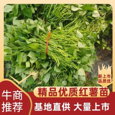 辽宁红薯苗种植基地济薯26地瓜苗高剪大田剪苗规格齐全