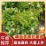 辽宁红薯苗种植基地济薯26地瓜苗高剪大田剪苗规格齐全
