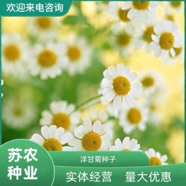 罗马洋甘菊苗盆栽花卉种子种籽孑子花苗花种四季种植春天花籽