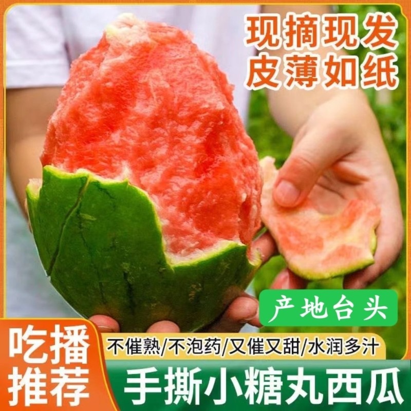 安徽早春红玉西瓜2K西瓜小糖丸西瓜基地直供货源充足发市场