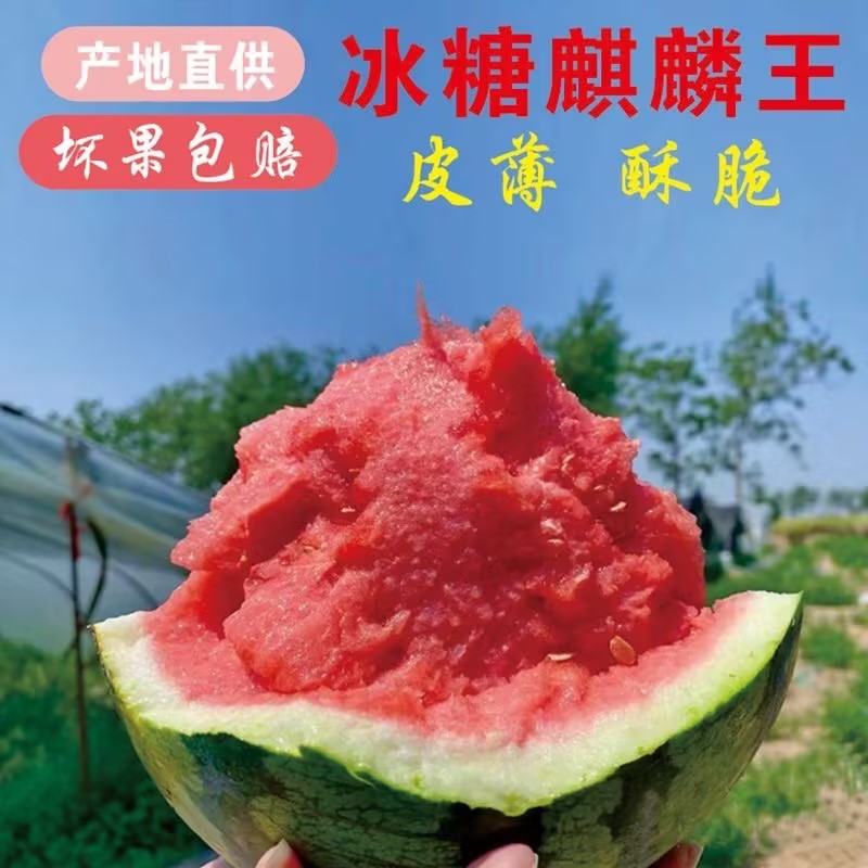 【美都西瓜】正宗超甜西瓜薄皮大量上市货源充足价格美丽