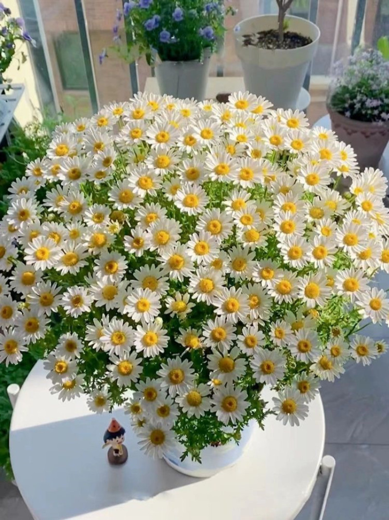 罗马洋甘菊苗盆栽花卉种子种籽孑子花苗花种四季种植春天花籽