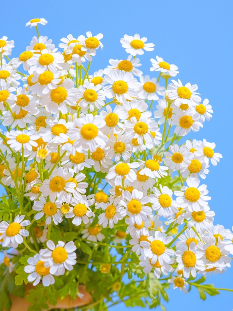 罗马洋甘菊苗盆栽花卉种子种籽孑子花苗花种四季种植春天花籽